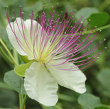 Capparis spinosa | Spineless Caper Bush | Flinders Rose | 50_Seeds