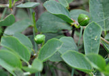 Capparis spinosa | Spineless Caper Bush | Flinders Rose | 50_Seeds