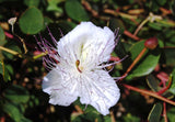 Capparis spinosa | Spineless Caper Bush | Flinders Rose | 50_Seeds