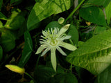 Passiflora capsularis | Red Granadilla | 10_Seeds
