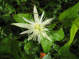 Passiflora capsularis | Red Granadilla | 10_Seeds