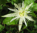 Passiflora capsularis | Red Granadilla | 10_Seeds