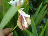 Elettaria cardamomum | Cardamom | 20_seeds