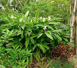 Elettaria cardamomum | Cardamom | 20_seeds