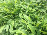 Elettaria cardamomum | Cardamom | 20_seeds