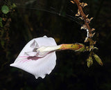 Elettaria cardamomum | Cardamom | 20_seeds