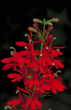 Lobelia cardinalis | Cardinal Flower | 1000_Seeds