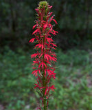 Lobelia cardinalis | Cardinal Flower | 1000_Seeds