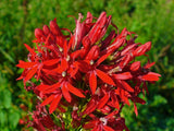 Lobelia cardinalis | Cardinal Flower | 1000_Seeds