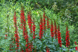 Lobelia cardinalis | Cardinal Flower | 1000_Seeds