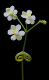 Cardiospermum halicacabum | Love in a Puff | Balloon Vine | Heartseed | 10_Seeds