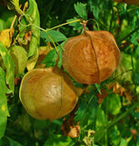 Cardiospermum halicacabum | Love in a Puff | Balloon Vine | Heartseed | 10_Seeds