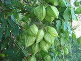 Cardiospermum halicacabum | Love in a Puff | Balloon Vine | Heartseed | 10_Seeds