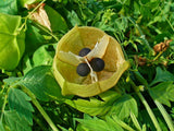 Cardiospermum halicacabum | Love in a Puff | Balloon Vine | Heartseed | 10_Seeds