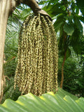 Caryota urens | Toddy Solitary Fishtail Wine Jaggery Palm | 5_Seeds