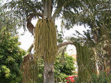 Caryota urens | Toddy Solitary Fishtail Wine Jaggery Palm | 5_Seeds