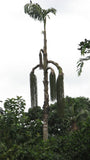 Caryota urens | Toddy Solitary Fishtail Wine Jaggery Palm | 5_Seeds