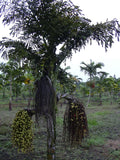 Caryota urens | Toddy Solitary Fishtail Wine Jaggery Palm | 5_Seeds