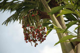 Caryota urens | Toddy Solitary Fishtail Wine Jaggery Palm | 5_Seeds
