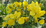 Cassia auriculata | Matura Tea Tree | Ranawara | Avaram Senna | 10_Seeds