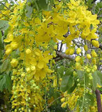 Cassia fistula | Canafistula | Purging Cassia | Golden Rain Tree | 10_Seeds