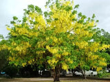 Cassia fistula | Canafistula | Purging Cassia | Golden Rain Tree | 10_Seeds