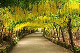 Cassia fistula | Canafistula | Purging Cassia | Golden Rain Tree | 10_Seeds