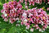 Cassia javanica subsp. nodosa | Apple Blossom Cassia | 10_Seeds