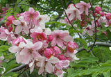 Cassia javanica subsp. nodosa | Apple Blossom Cassia | 10_Seeds
