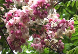 Cassia javanica subsp. nodosa | Apple Blossom Cassia | 10_Seeds