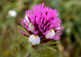 Castilleja exserta | Exserted Indian Paintbrush | Purple Owls Clover | 500_Seeds