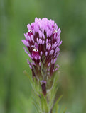 Castilleja exserta | Exserted Indian Paintbrush | Purple Owls Clover | 500_Seeds