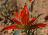 Castilleja integra | Wholeleaf Indian Paintbrush | Squawfeather | 50_Seeds