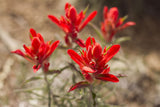 Castilleja integra | Wholeleaf Indian Paintbrush | Squawfeather | 50_Seeds