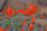 Castilleja integra | Wholeleaf Indian Paintbrush | Squawfeather | 50_Seeds