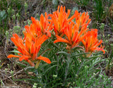 Castilleja integra | Wholeleaf Indian Paintbrush | Squawfeather | 50_Seeds