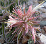 Castilleja sessiliflora | Downy Indian Paintbrush | Paintedcup | 20_Seeds