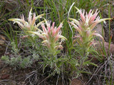 Castilleja sessiliflora | Downy Indian Paintbrush | Paintedcup | 20_Seeds