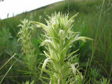 Castilleja sessiliflora | Downy Indian Paintbrush | Paintedcup | 20_Seeds
