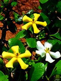 Catunaregam spinosa | Mountain Pomegranate | 5_Seeds