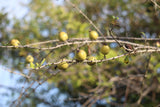 Catunaregam spinosa | Mountain Pomegranate | 5_Seeds