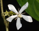 Catunaregam spinosa | Mountain Pomegranate | 5_Seeds