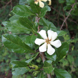 Catunaregam spinosa | Mountain Pomegranate | 5_Seeds