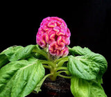Celosia argentea Cristata | Cockscomb | 100_Seeds
