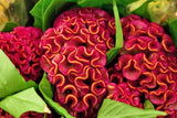 Celosia argentea Cristata | Cockscomb | 100_Seeds