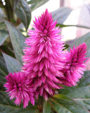 Celosia Caracas | Cockscomb | 50_Seeds