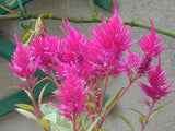 Celosia Caracas | Cockscomb | 50_Seeds