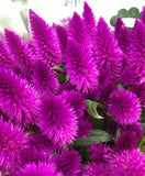 Celosia Caracas | Cockscomb | 50_Seeds