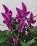 Celosia Caracas | Cockscomb | 50_Seeds