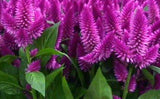 Celosia Caracas | Cockscomb | 50_Seeds